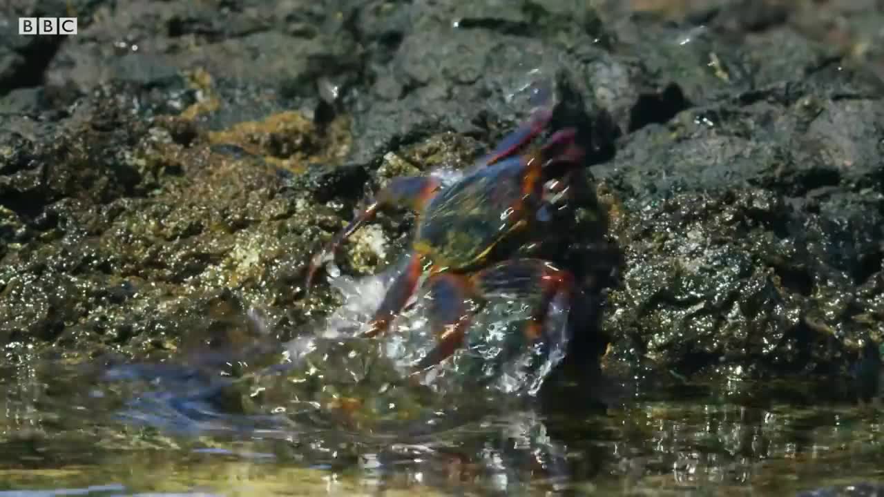 Crab vs Eel vs Octopus | Blue Planet II | BBC Earth