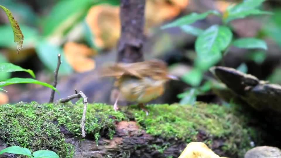 Buff-breasted Babbler bird video