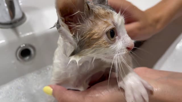 Baby Kitten Bathing for the First Time!