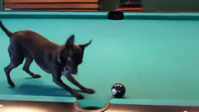 Chihuahua Dog Playing Pool