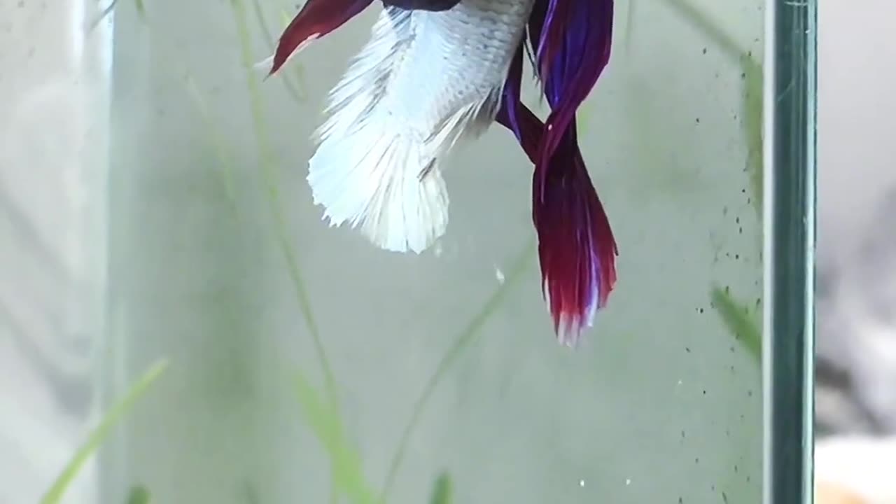 The two betta fish bought separately were paired successfully