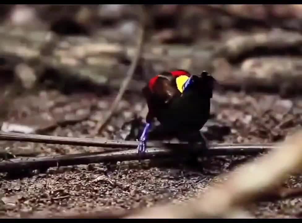 The most beautiful bird