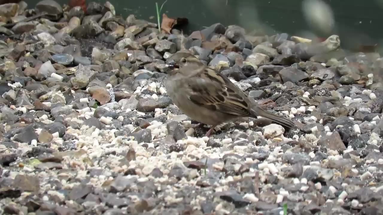 House Sparrows