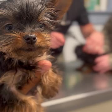 Adorable teacup Yorkie patiently waiting at the vet