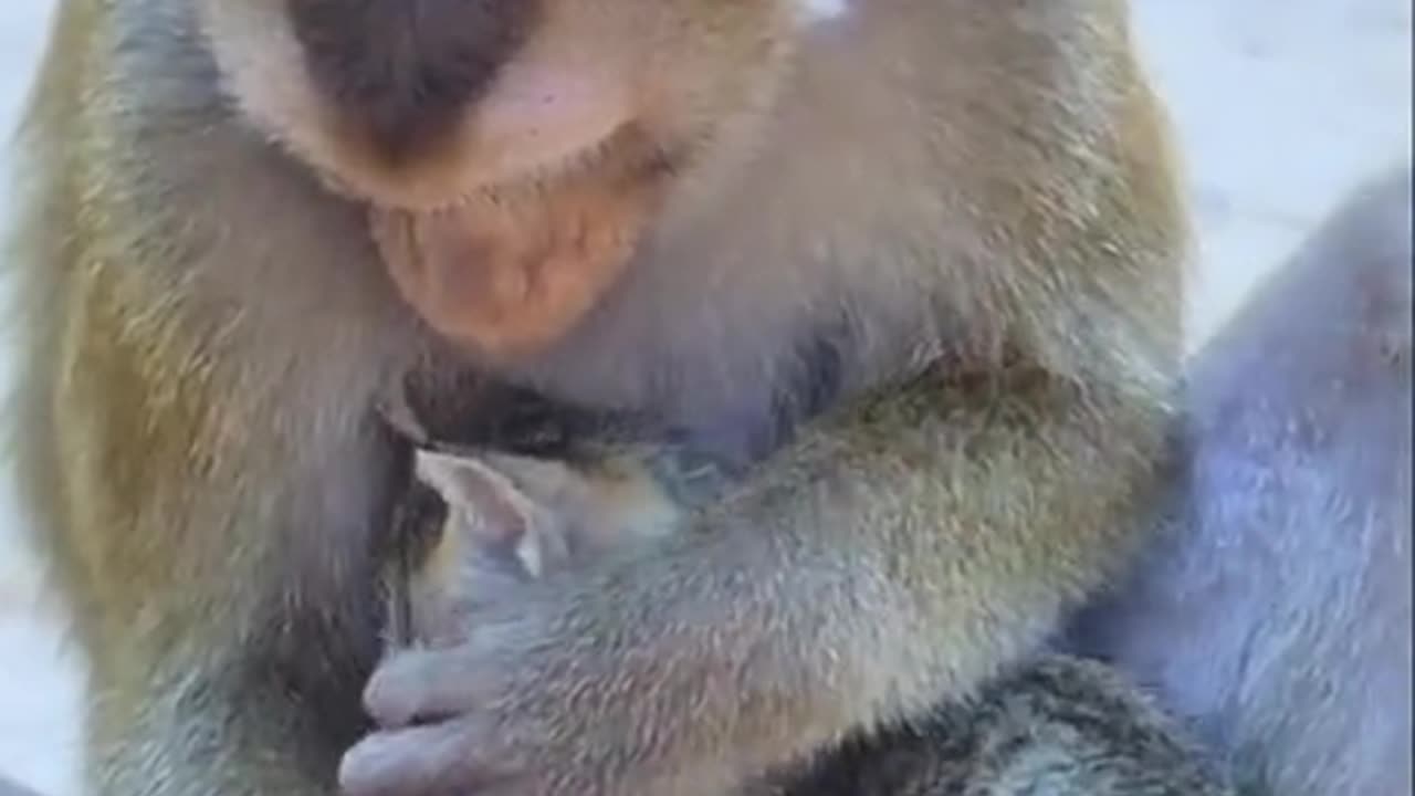 Monkey loves kitty