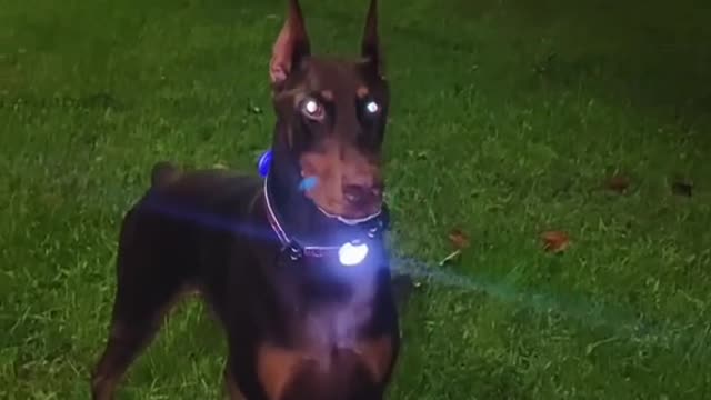 The Doberman's daily routine