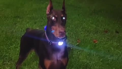 The Doberman's daily routine