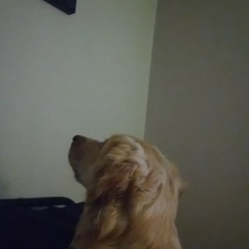 Dog acting weird