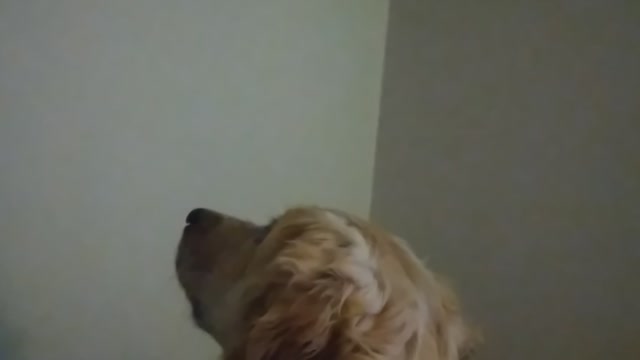 Dog acting weird