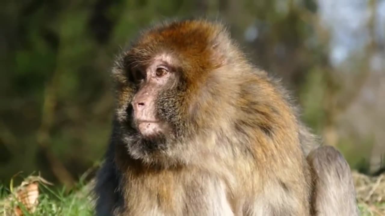 Zachowanie kobiet zdeterminowane jest koniecznością biologiczną