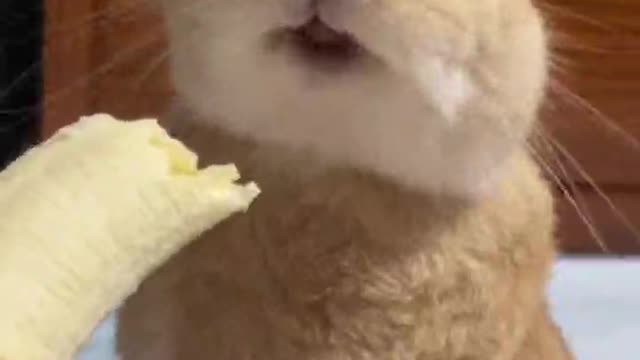 Rabbit even bananas love to eat, even the cat wants to eat