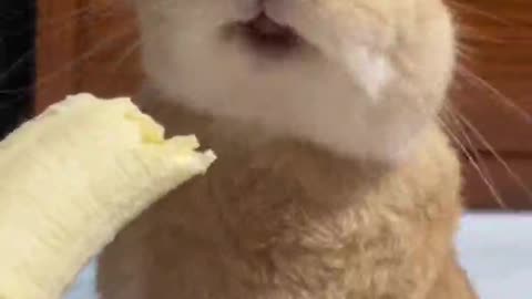 Rabbit even bananas love to eat, even the cat wants to eat