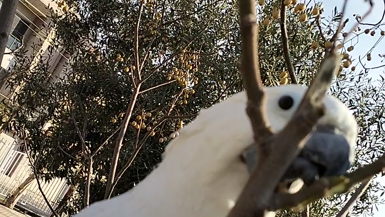 Cuckoo the umbrella cockatoo