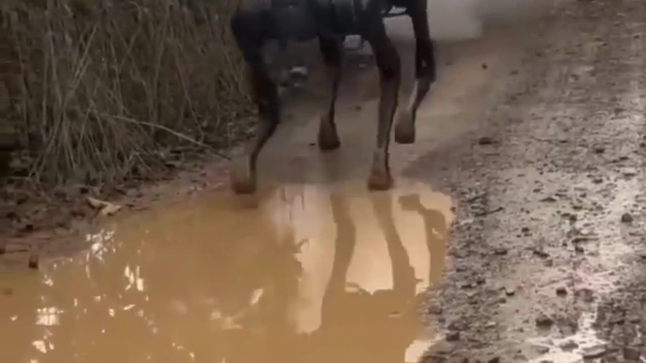 Four Leg Robot
