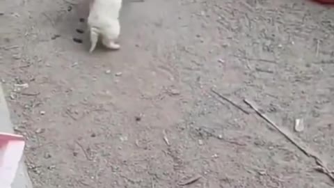 Cute Puppies Doing Funny Things