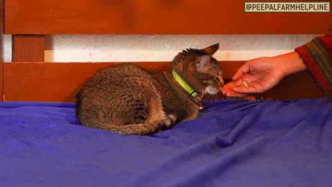 Cat training cat best trainer 🐱🐱🐱