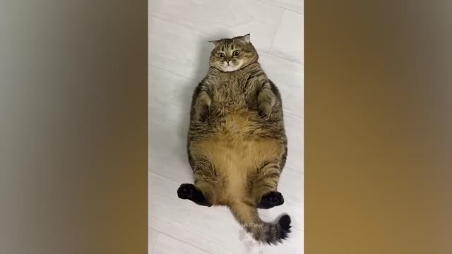 The Funniest Cat Videos on the Internet