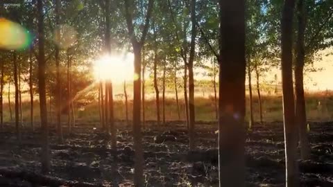 Beautiful Relaxing Music • Peaceful Piano Music & Guitar Music | Sunny Mornings!