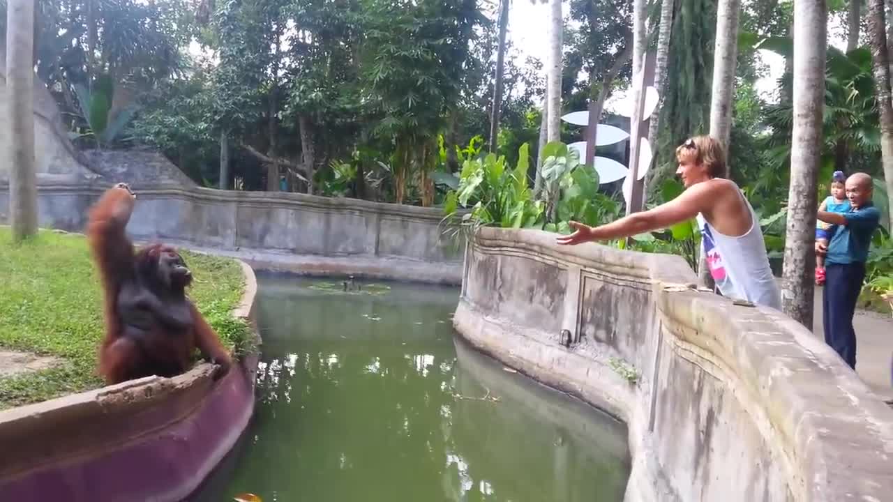 Clever Orangutan Makes a Fair Trade With Human