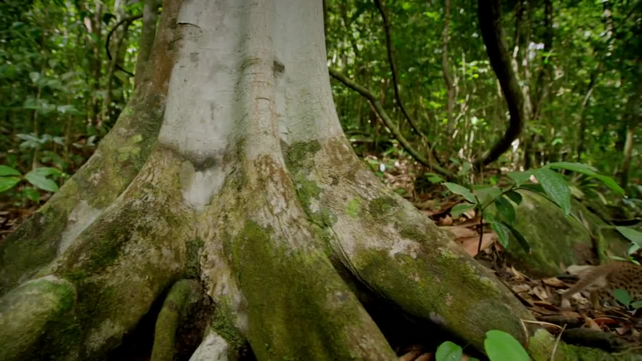 World's smallest cat 🐈- BBC