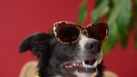 funny dog videos