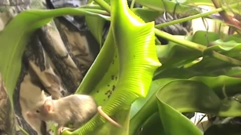 Agile Mouse vs Big, Hungry Carnivorous Plant - Nepenthes spathulata