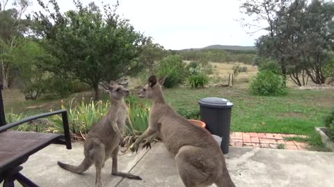 Kangaroo Boys Sparring