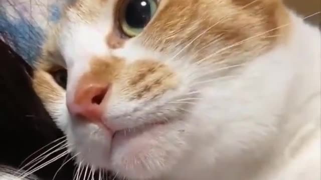 Funny cats videos #3