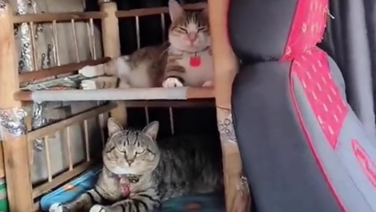 Cats 🐈