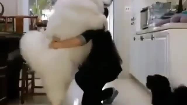 Lovely Dog Funny New video - 2022