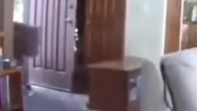 angry Unusual Burglar 😎 Bear Breaking Into House 🐻