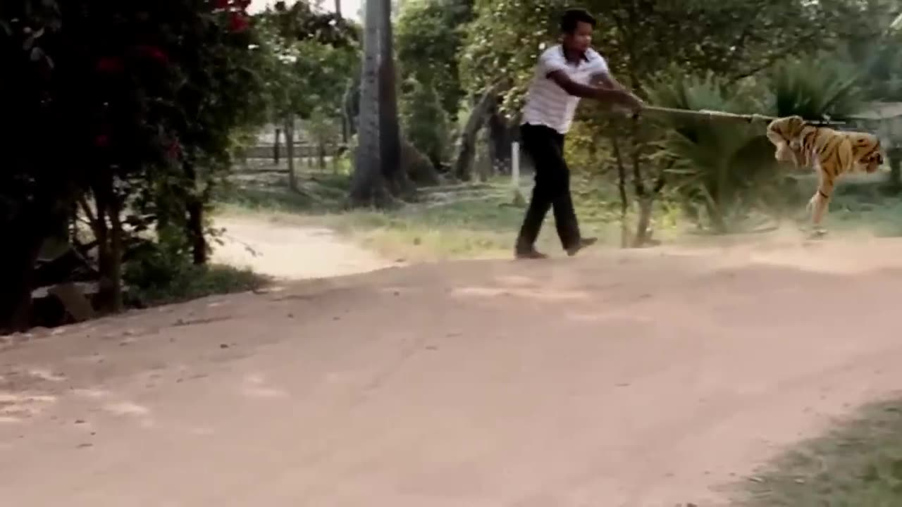 Dog prank with fake lion or tiger.