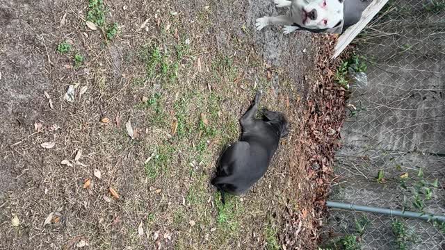 Pups love the new floor plus chicken