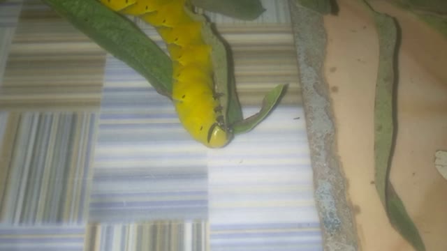A worm eats sesame leaves