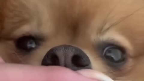 Cute dogs videos