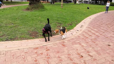 2 puppies " fighting" in the park