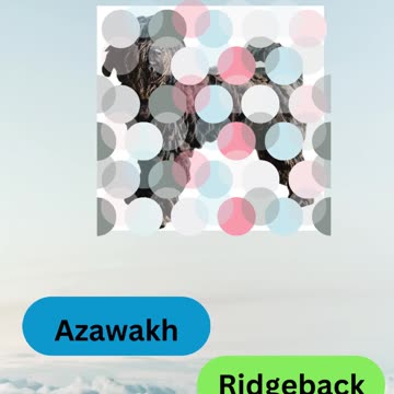 Bow-wow Trivia Challenge 11 #shorts