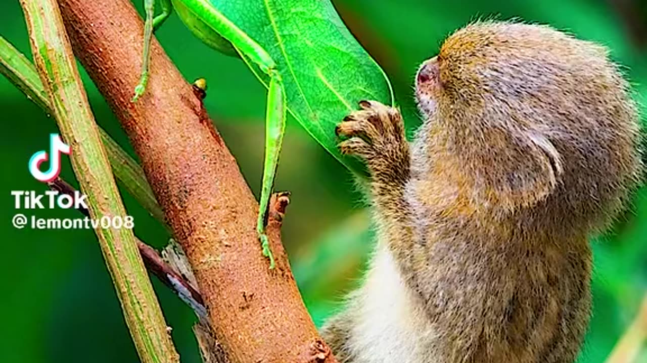 smallest monkey in the world