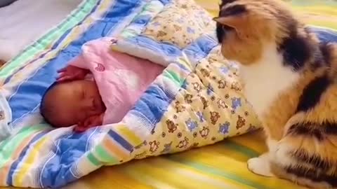 Baby Cat saying hi to the baby....cute