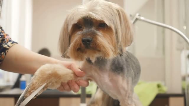 The groomer cuts the hair of little puppy