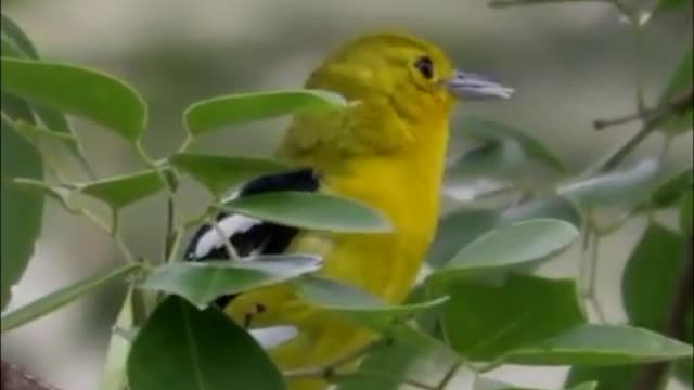 Burung cipoh gacor di alam