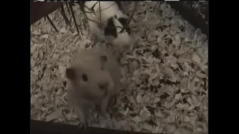 2006 Devon Guinea Pigs