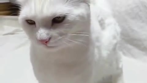 Cute Cats Doing Funny Things