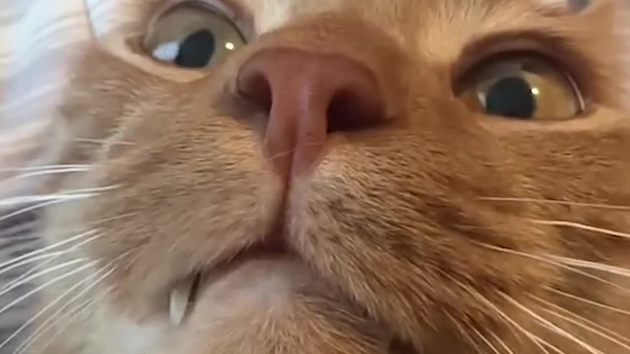 Funniest Cats and Dogs πΊπΆ Funny Animals 2024 π Funny Video