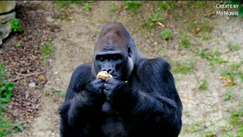 Gorilla funny video 😜😜