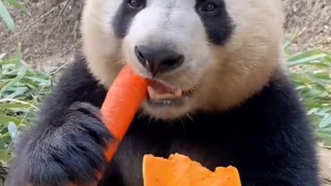 Asmr Panda