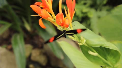 Butterfly with flower