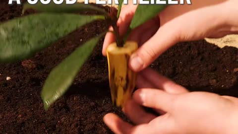 Propagate using vegetables and fruits!