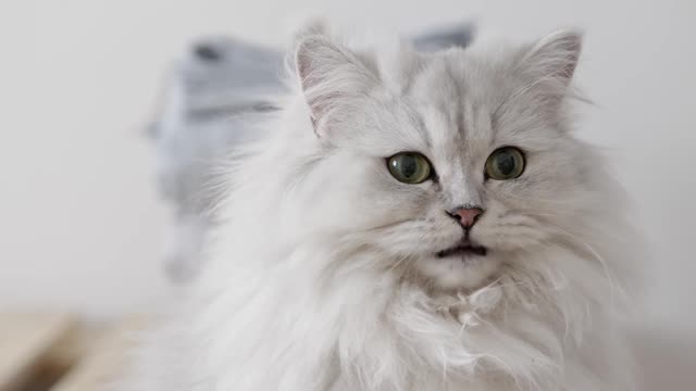 White Beautiful Long Hair Cat