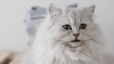 White Beautiful Long Hair Cat